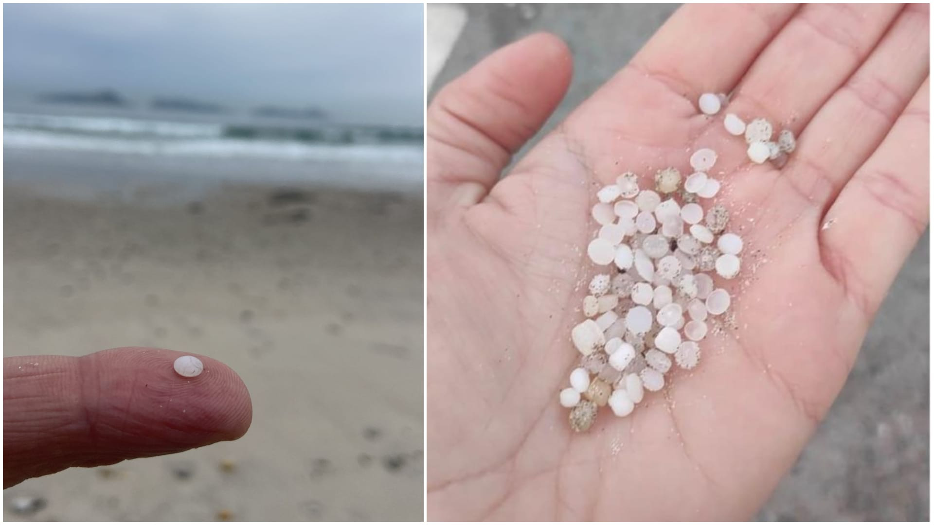 Pellets recogidos en la playa de Prado: Foto: Concello de Nigrán