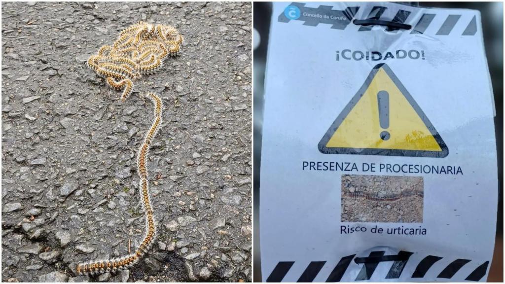 Oruga procesionaria en el Parque de Santa Margarita de A Coruña.