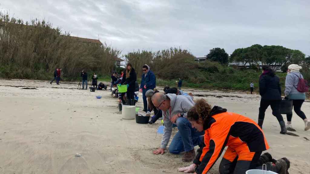 Voluntarios limpiando las playas de Nigrán.