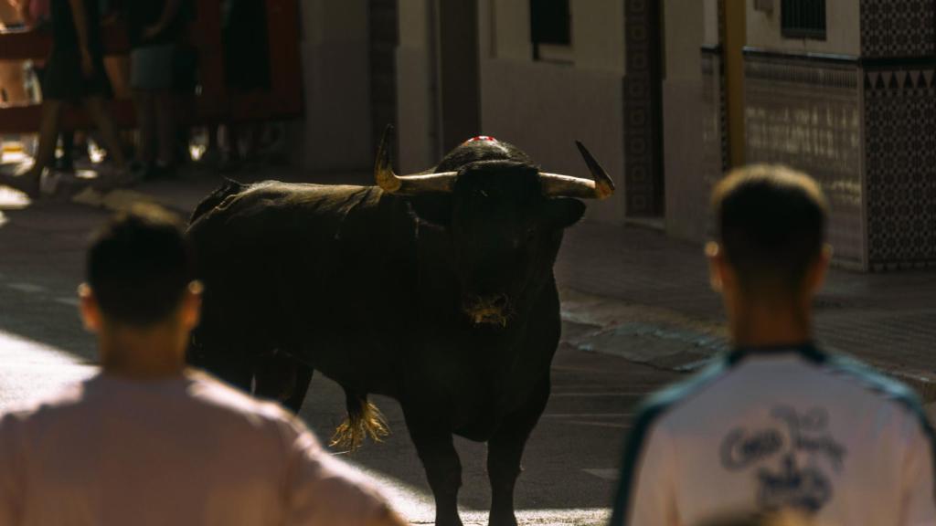 'Bous al carrer' en la Comunitat Valenciana, imagen de archivo.