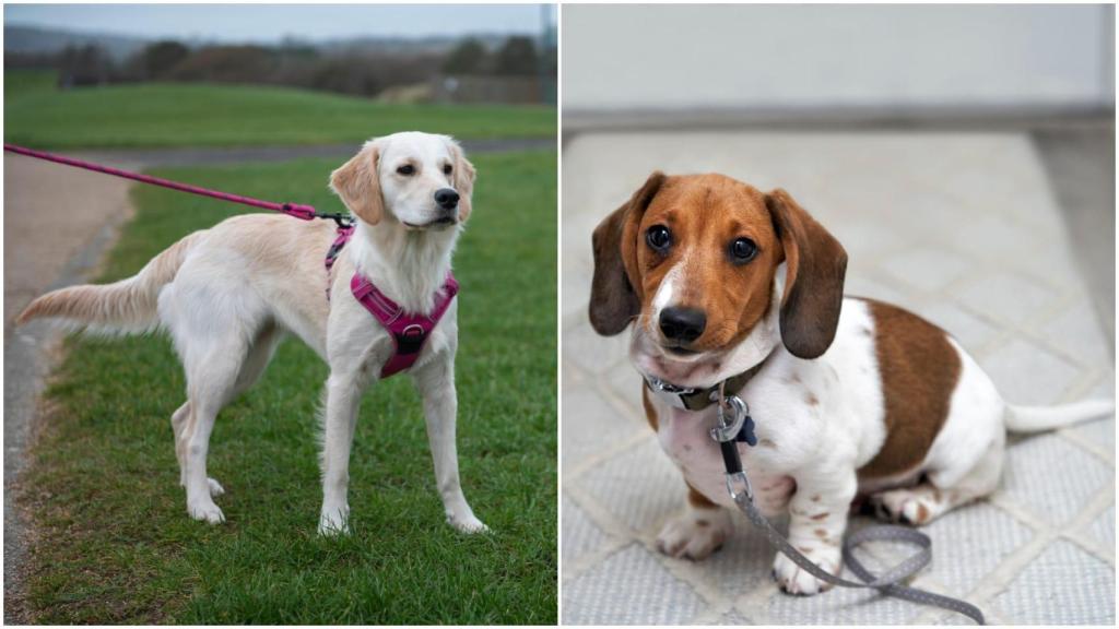 ¿Mejor arnés o correa? La importante decisión para sacar a pasear a tu perro en A Coruña