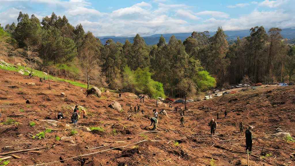 Jornada de reforestación de 2023.