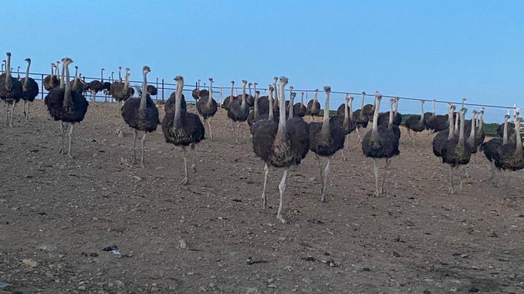 Los avestruces, en el cercado de la granja, en la que viven en semilibertad.