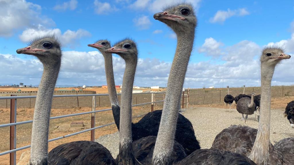 Algunos de los ejemplares de la granja 'Gourmetruz' en Fuente de Cantos.