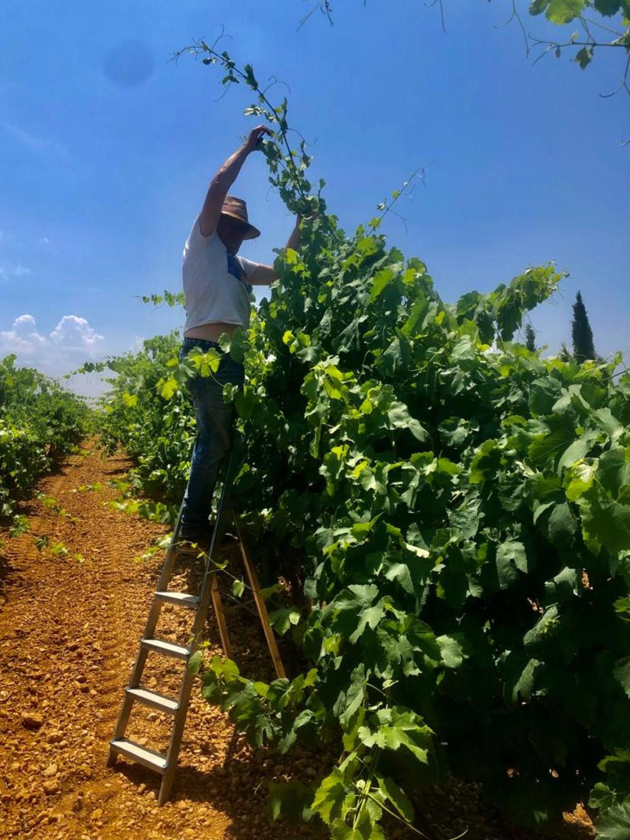 Algunas de las vides de Hilario García alcanzan los 5 metros, cuando lo normal es que tengan una altura de 1,5.