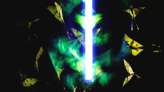 Una mariposa limonera (Gonepteryx rhamni) orbita alrededor de una luz.