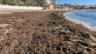 Playas invadidas, pesca afectada y soluciones verdes en marcha: las consecuencias del alga asiática en la Costa del Sol