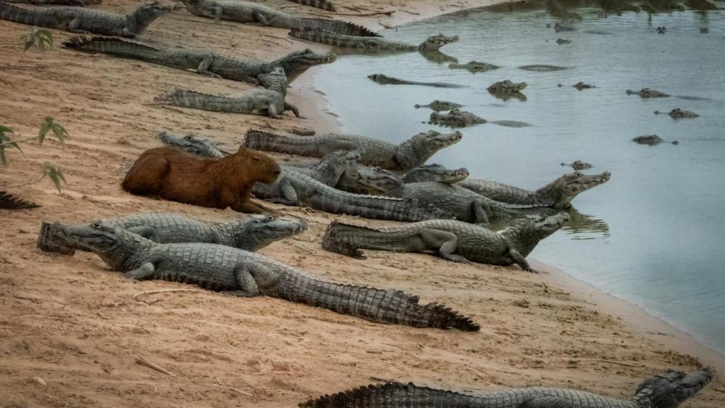 Capibara con caimanes.