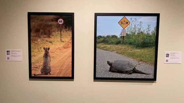 Exposición ‘Comedy Wildlife’ en Vigo.