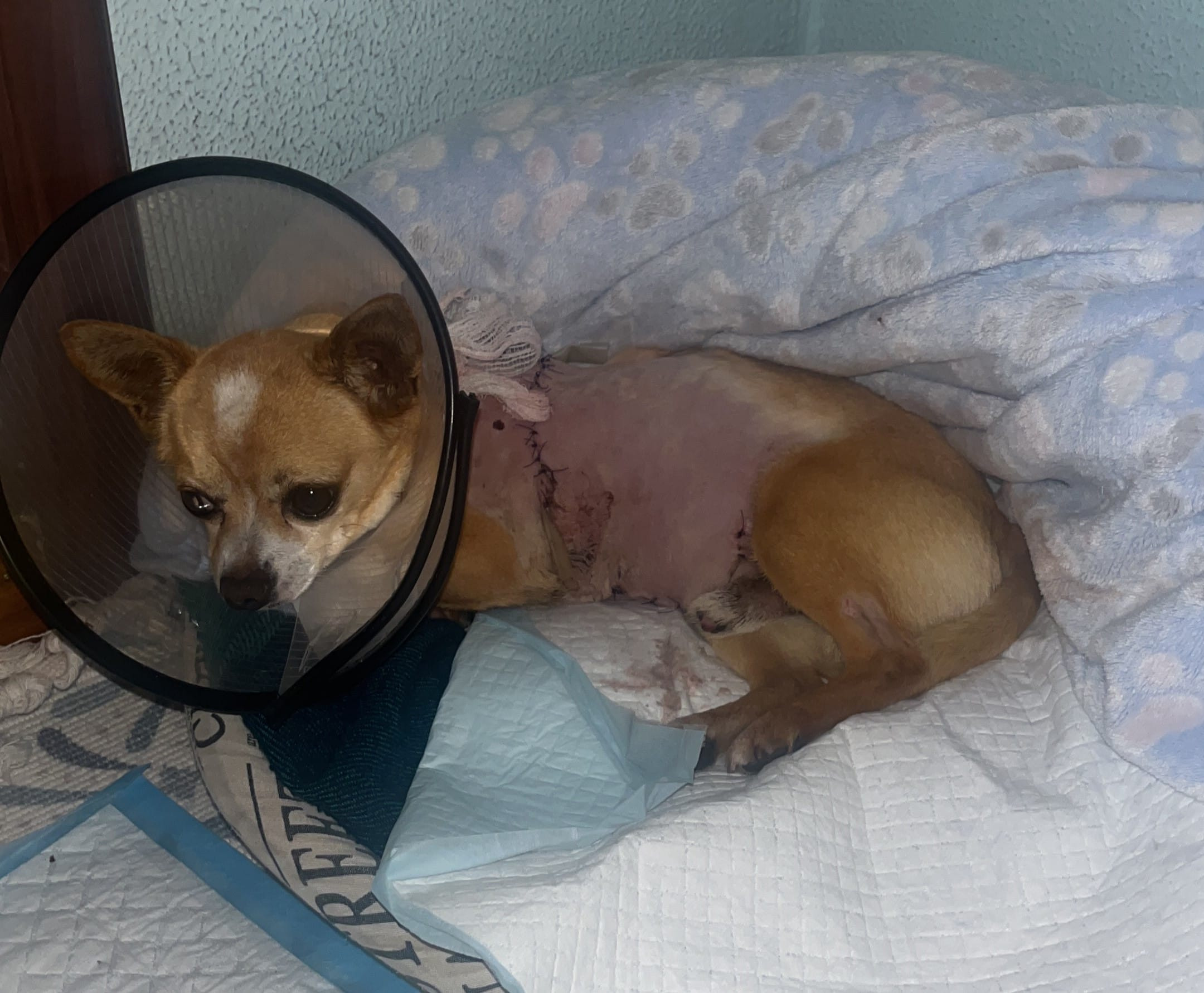 Toco después de su operación. Fotografía: Policía Local de Vigo