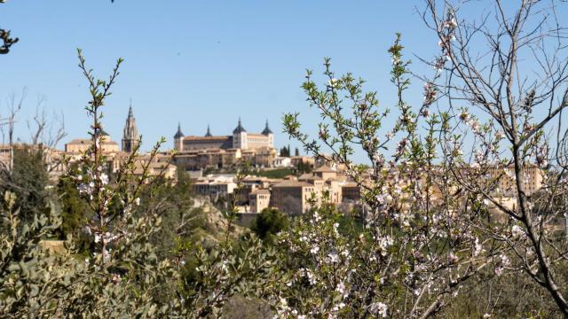 Almendro silvestres en flor, con Toledo al fondo.