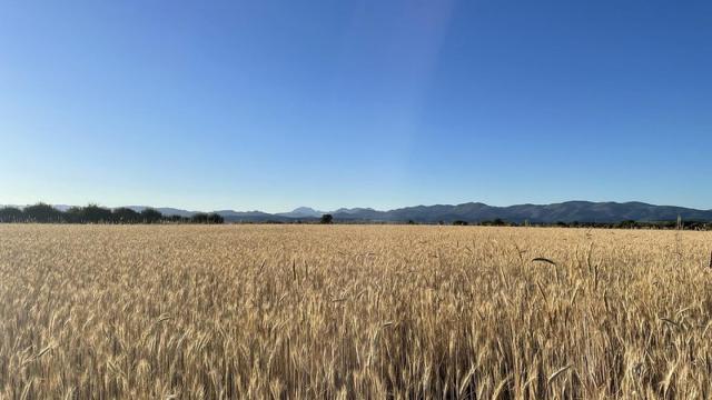 Saludable, de origen nacional y rico en fibras, así es el cereal que ofrece infinitas posibilidades