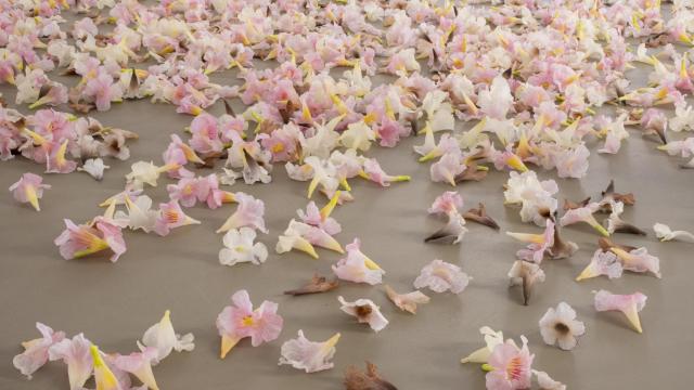 Allora & Calzadilla: 'Graft', 2021 (Galería Chantal Crousel)