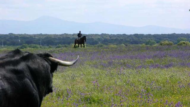 Ganadería de Mercedes Pérez-Tabernero en Villar de los Álamos