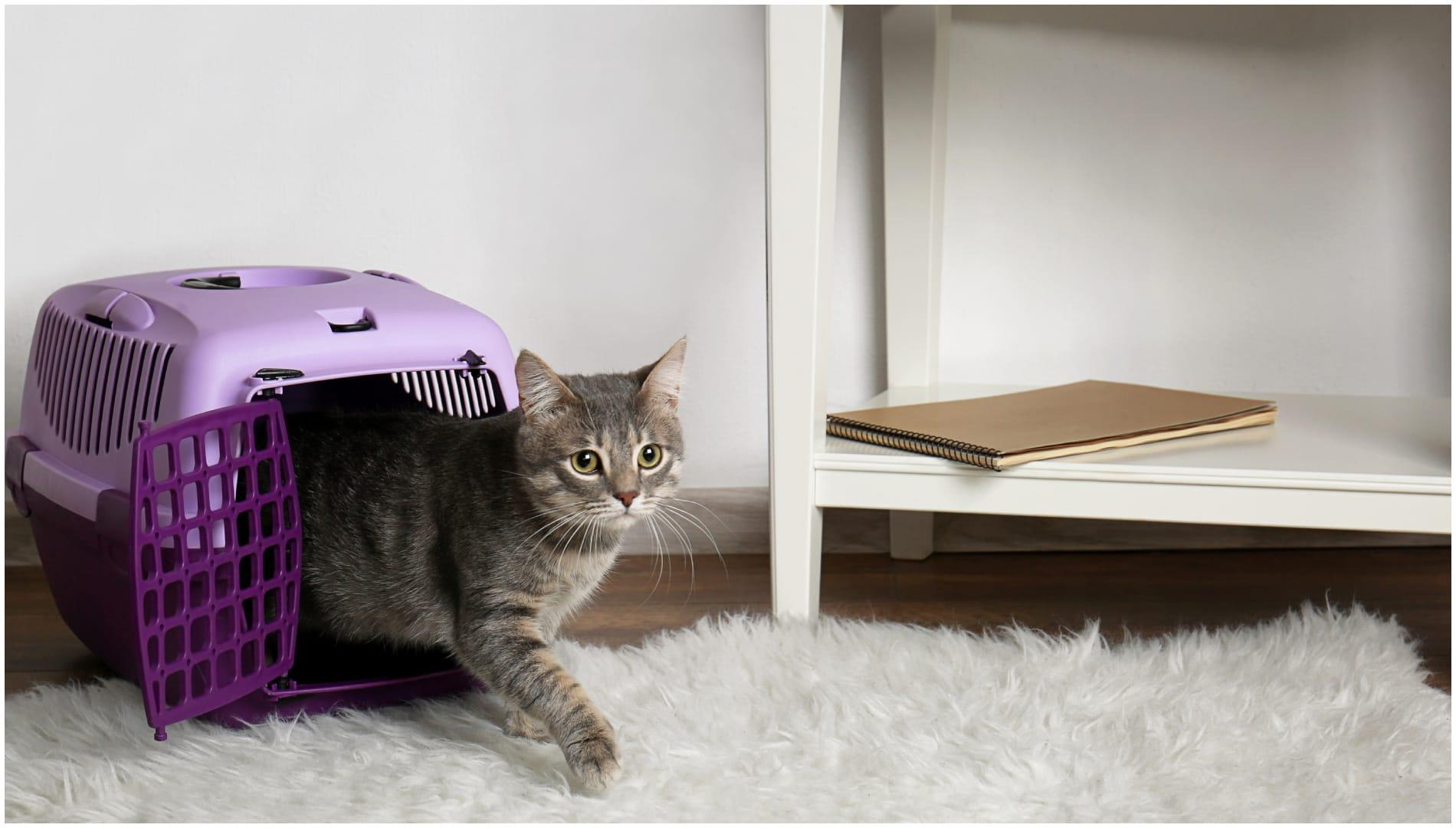 Un gato saliendo del transportín (Shutterstock)