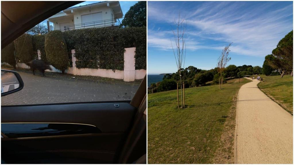Una foto de un jabali tomada desde un coche y el parque de las Trece Rosas