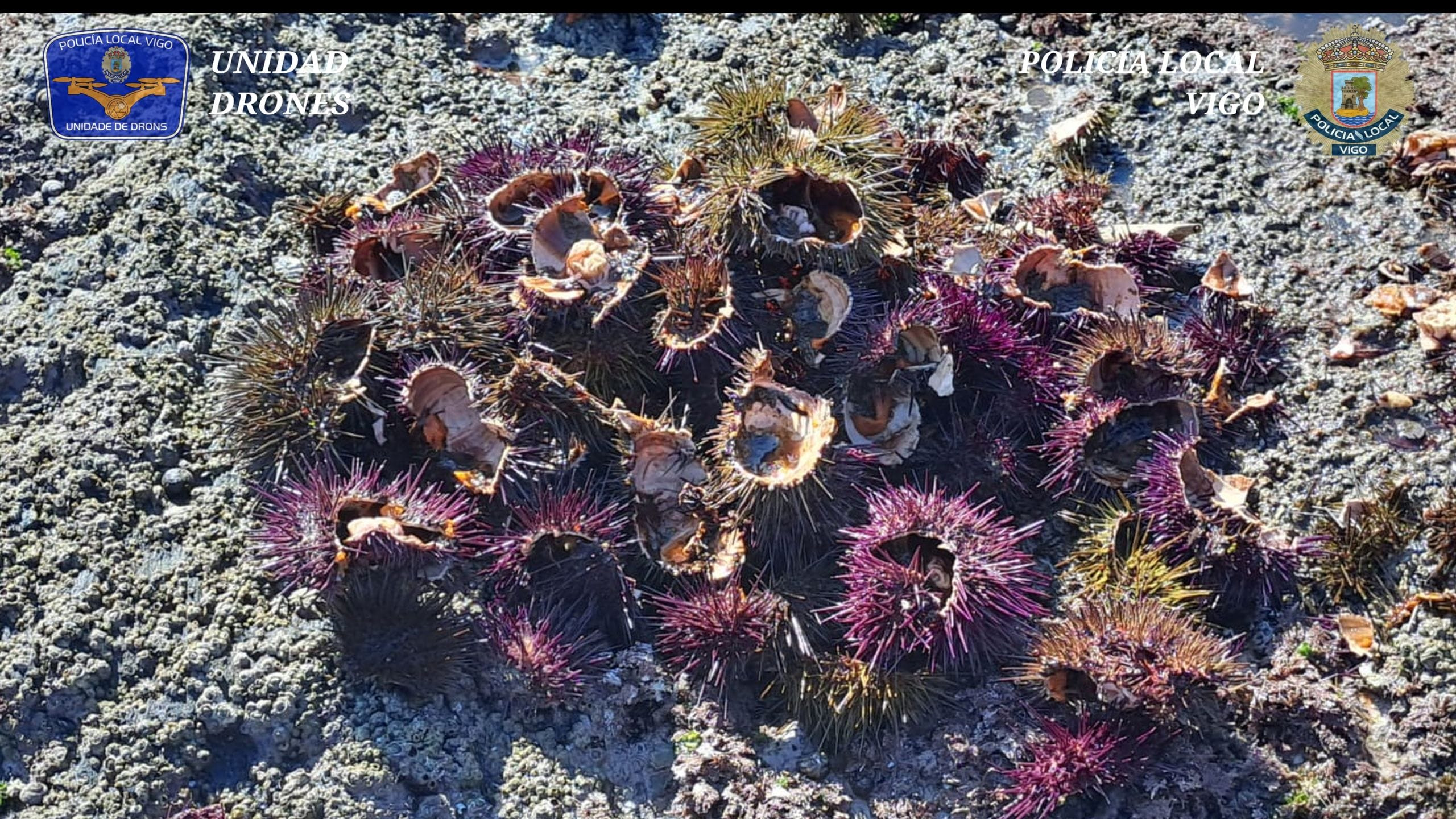 Erizos capturados ilegalmente en Vigo. Foto: Policía Local de Vigo