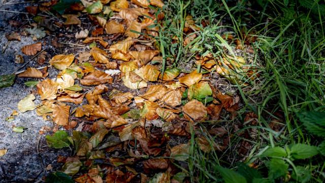 Los 10 beneficios que a lo mejor no conocías de pasear por la naturaleza