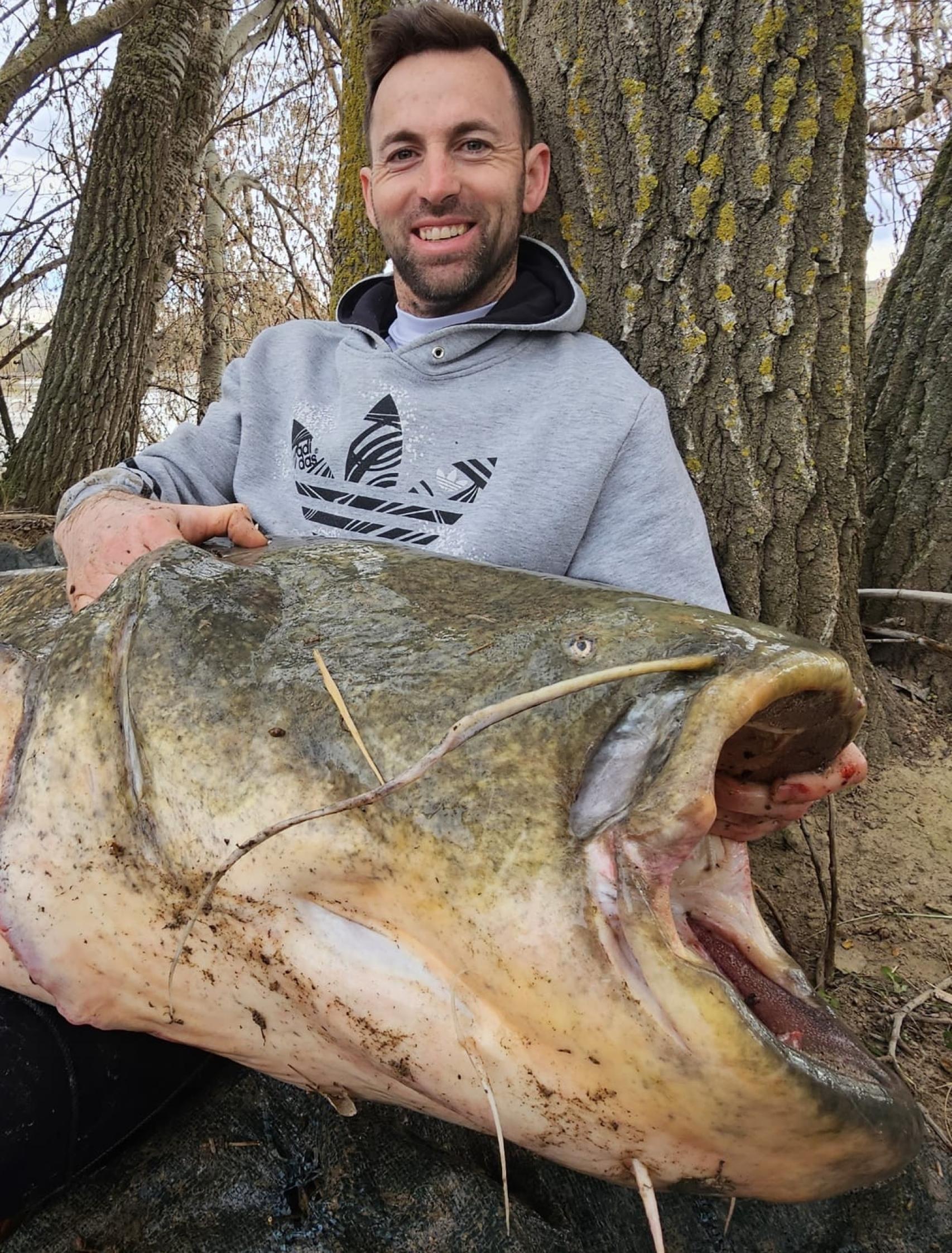 El siluro capturado en el Ebro