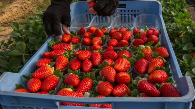 Una caja de fresas, en una imagen de archivo.