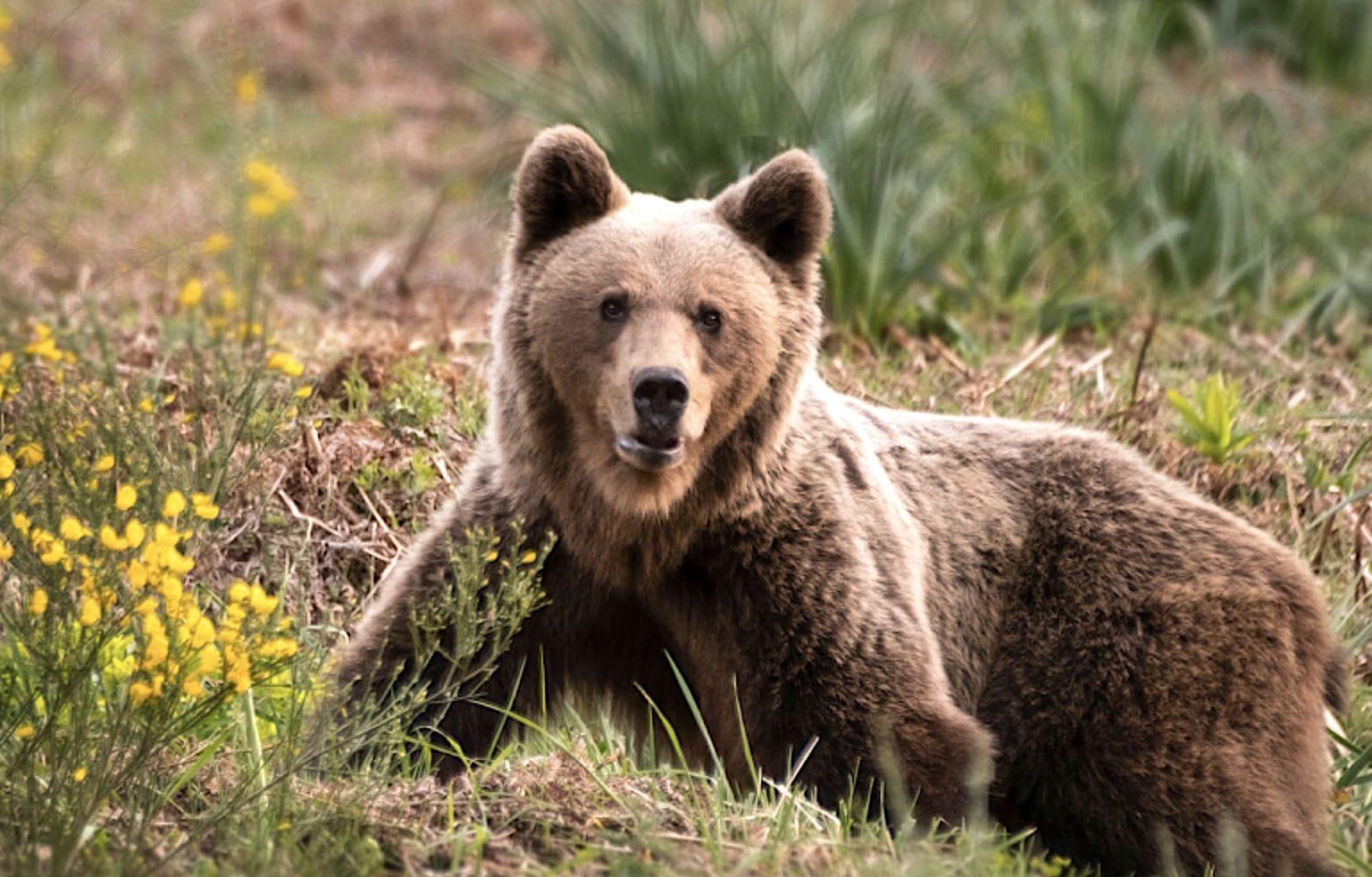 Avistamiento de osos pardos en Asturias. Foto: Parque Natural de Somiedo