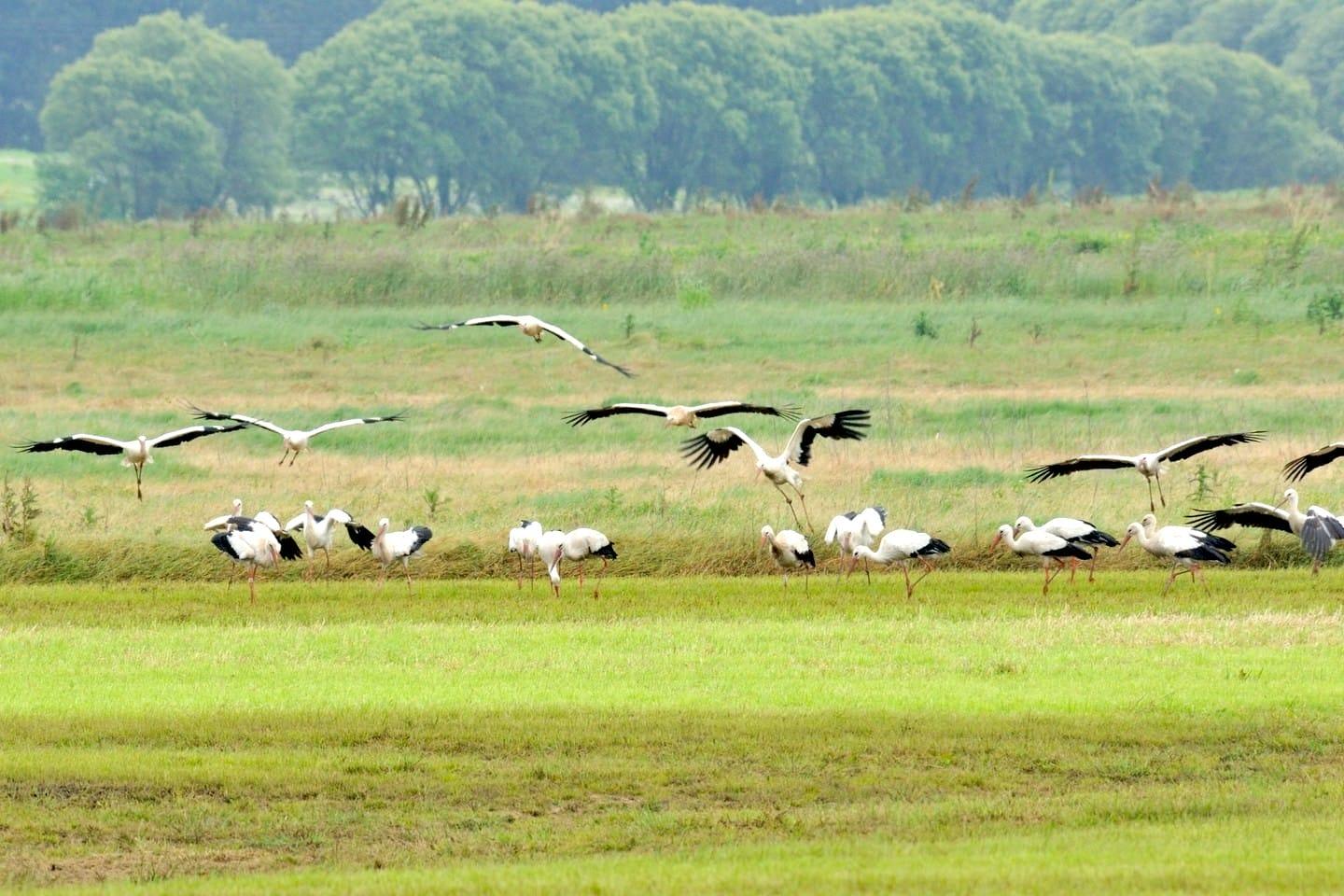 Humedales da Terra Chá. Foto: Turismo de Galicia