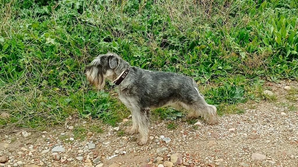 Bita, el perro de Alicia y Emilio