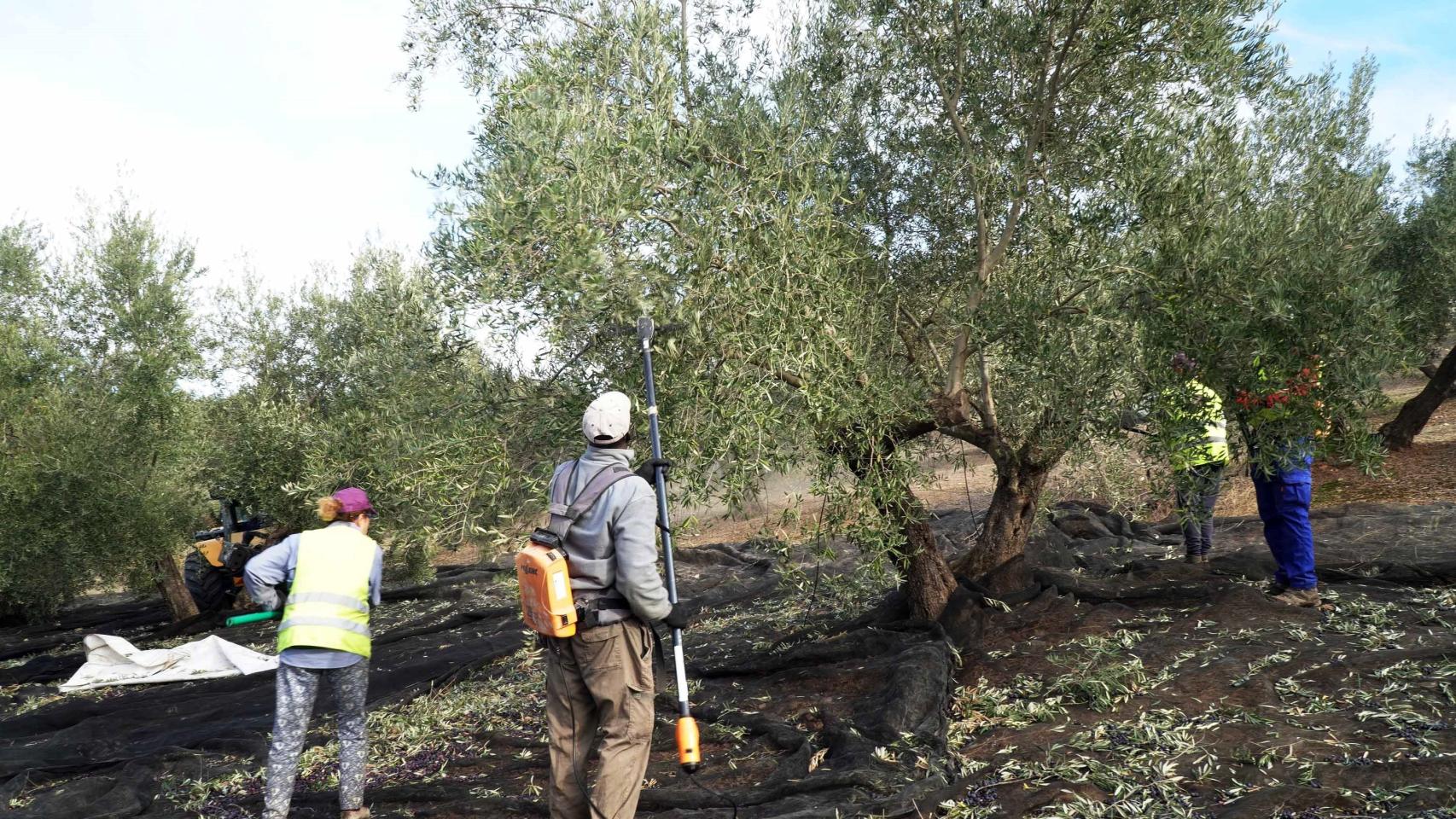 Recogida de la aceituna, en una imagen de archivo.