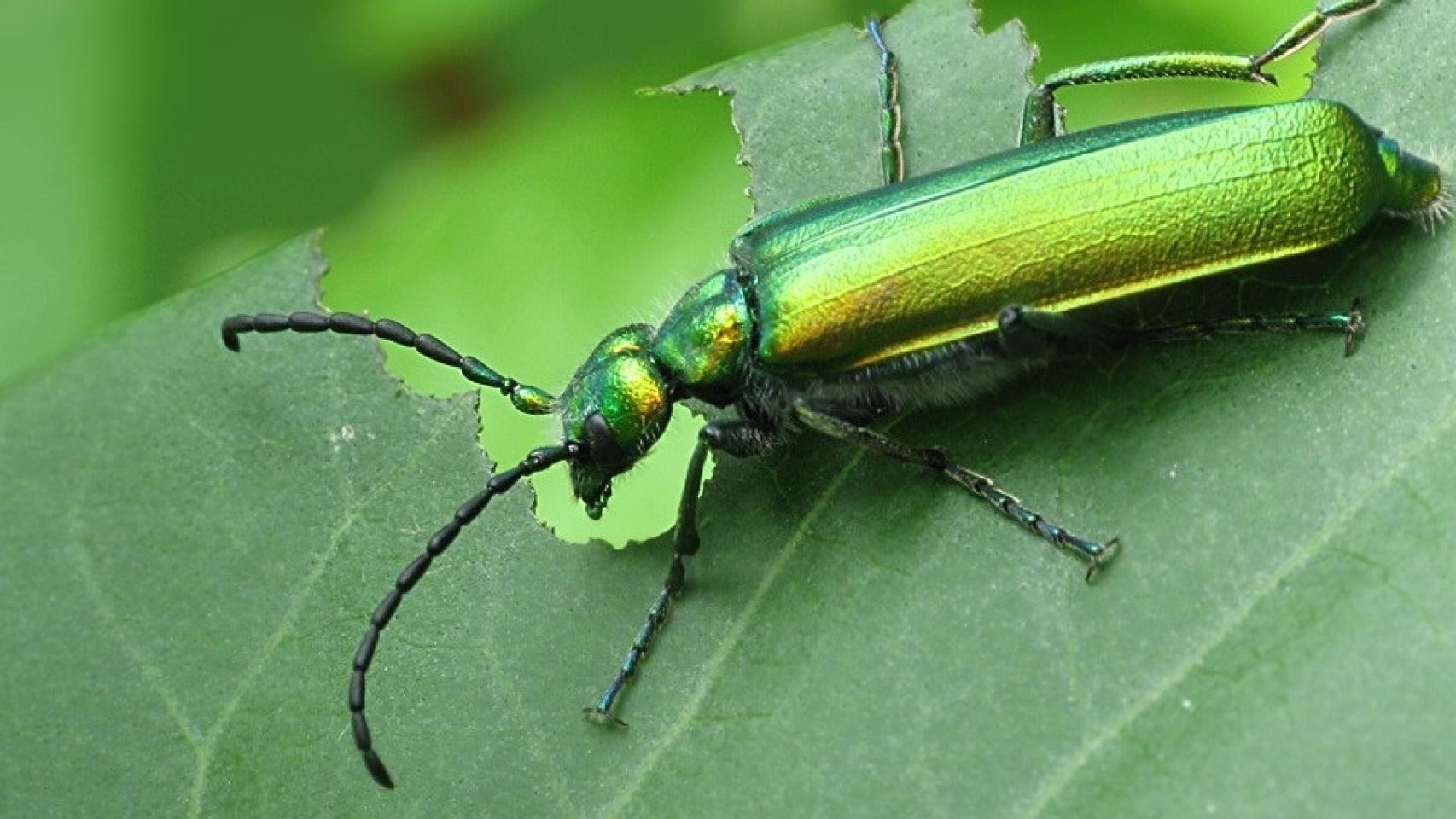Lytta Vesicatoria o Cantárida medicinal.