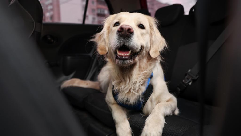 Imagen de archivo de un perro subido a un coche.
