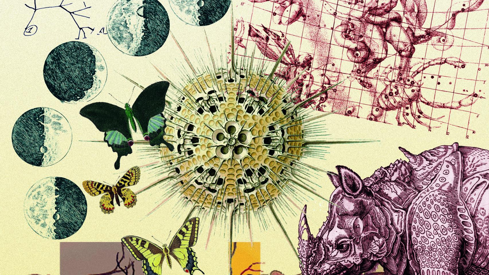 Collage formado por el árbol de la vida de Charles Darwin, las fases de la luna de Galileo, el corte axial de la retina de Ramón y Cajal, las mariposas de George Cuvier, las formas de Ernest Haeckel, el rinoceronte de Durero para Gessner y la supernova de Kepler