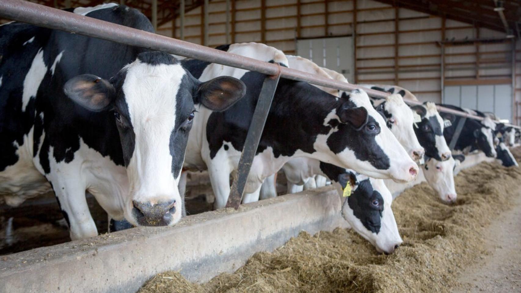 Vacas en una granja.