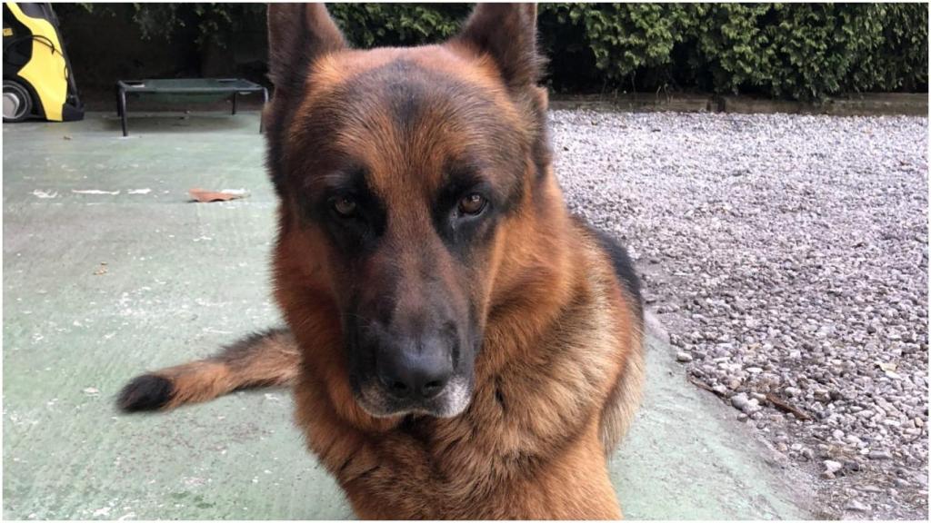 Perro desaparecido en Uxes, en Arteixo (A Coruña)