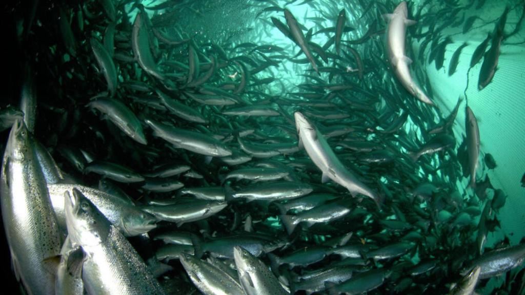 Banco de salmones salvajes.