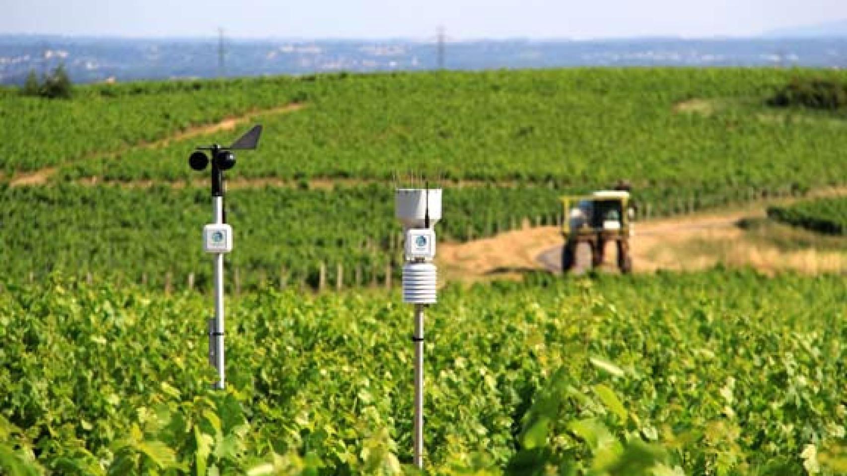 Sensores de Weenat en un viñedo.