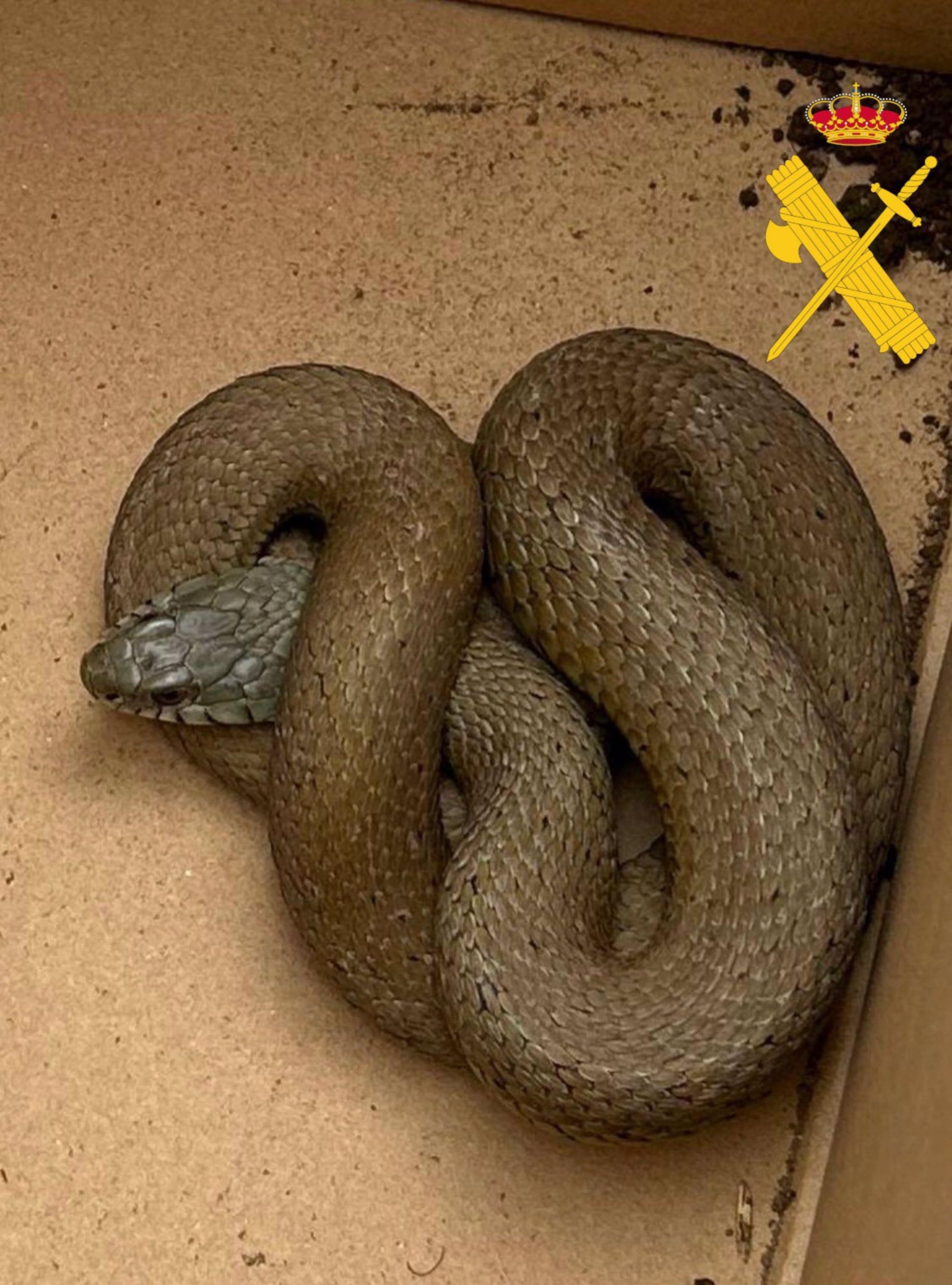 09/04/2024 Imagen de la serpiente encontrada.
SOCIEDAD 
GUARDIA CIVIL