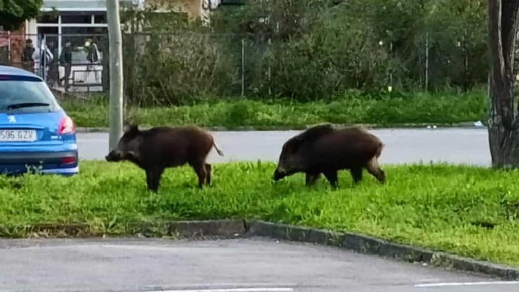 Dos jabalíes se internan en el interior del CEIP Alborada.
