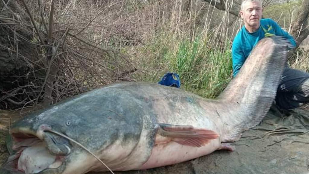 Uno de los siluros que se han 'pescado' en el Ebro por parte de la organización SIlurosallazando.