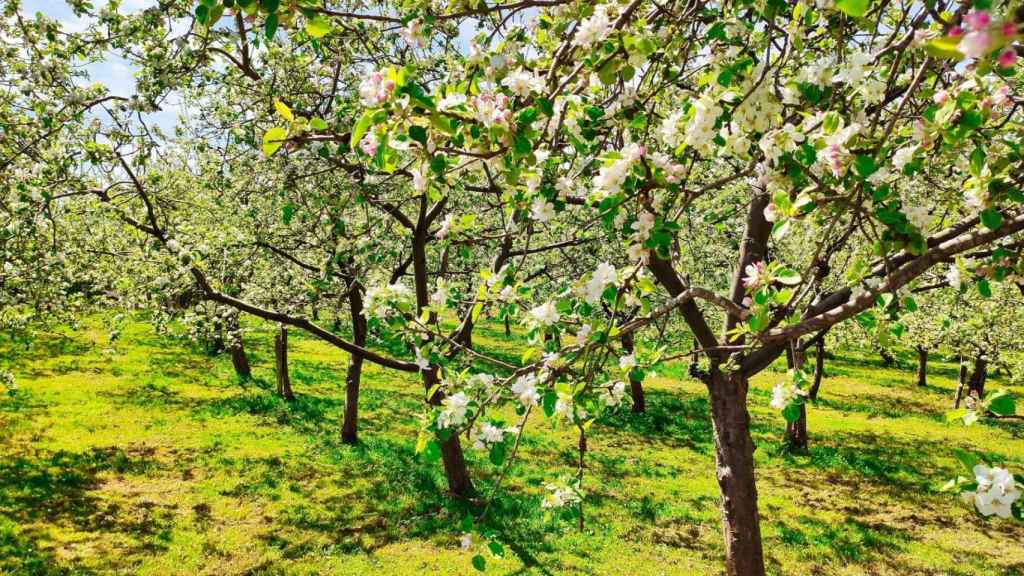 Manzanos en flor.