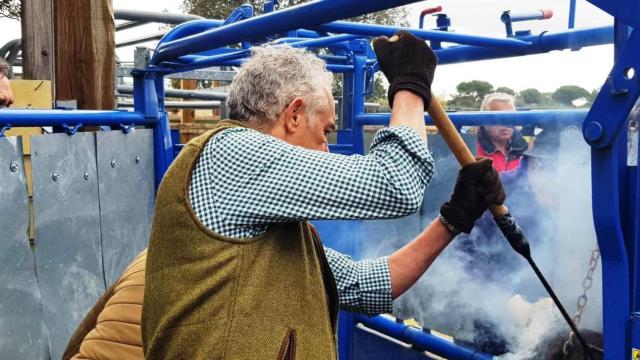 El ganadero de Montebayón, Javier Fernández, en pleno herradero