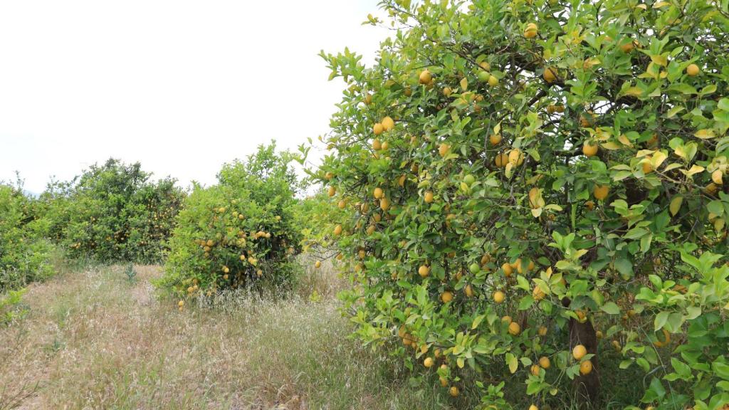 Estado actual de los cultivos del Valle del Guadalhorce.