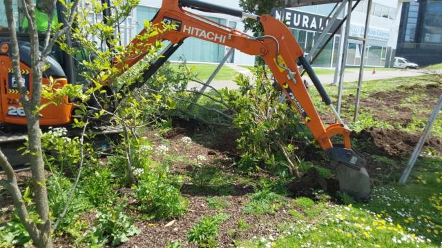 La maquinaria trabaja en la retirada de los árboles.