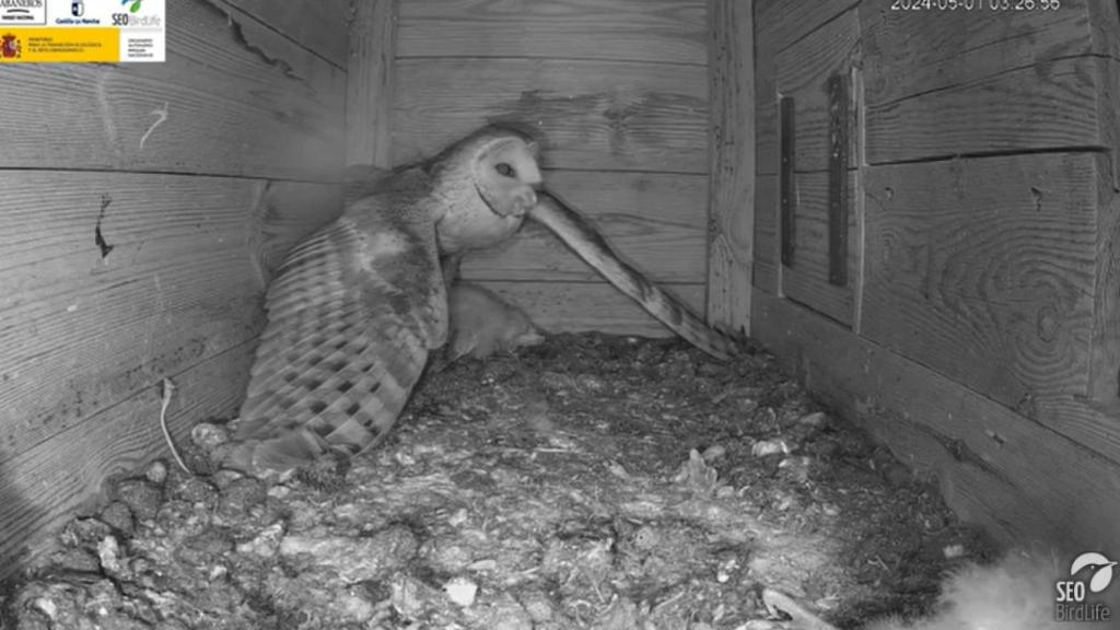 La lechuza intrusa que acabó con cinco pollos en Cabañeros.