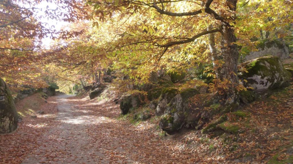 Bosque de la Herrería.