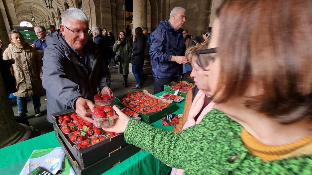 Reparto de fresas en la Praza do Obradoiro, en Santiago.