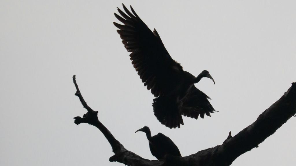 Carroñeros envenenados y una cultura que pierde sus tradiciones.