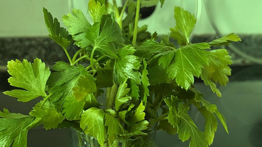 Perejil después de 5 semanas, ha amarilleado y no está bonito, pero aún no está pocho.