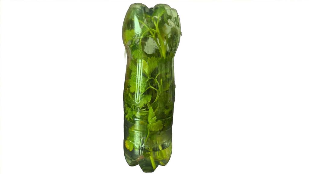 La cápsula después de 5 semanas