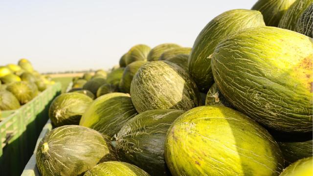 Melón de la Mancha.
