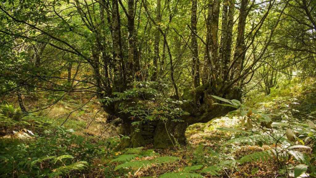 El gran castaño de Surribas, en O Irixo.